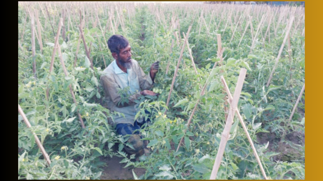 আগাম টমেটোতে লাভের আশা