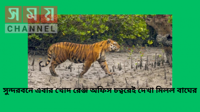 সুন্দরবনে এবার খোদ রেঞ্জ অফিস চত্বরেই দেখা মিলল বাঘের