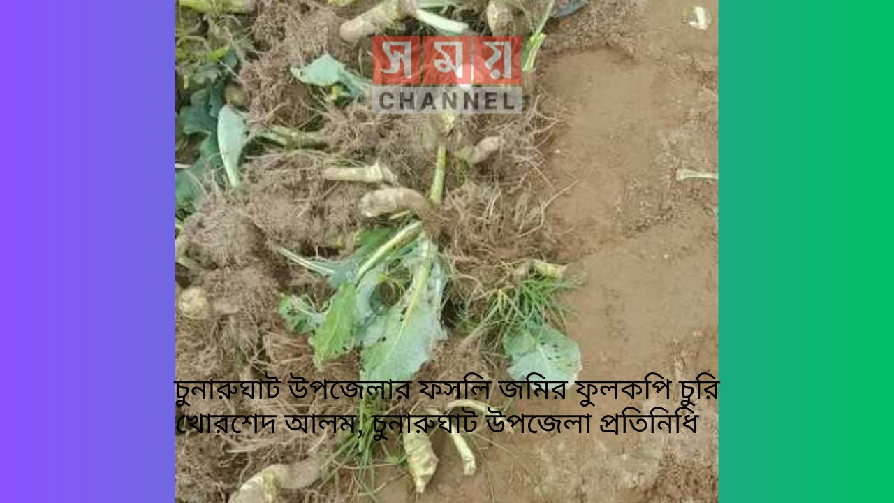 চুনারুঘাট উপজেলার ফসলি জমির ফুলকপি চুরি