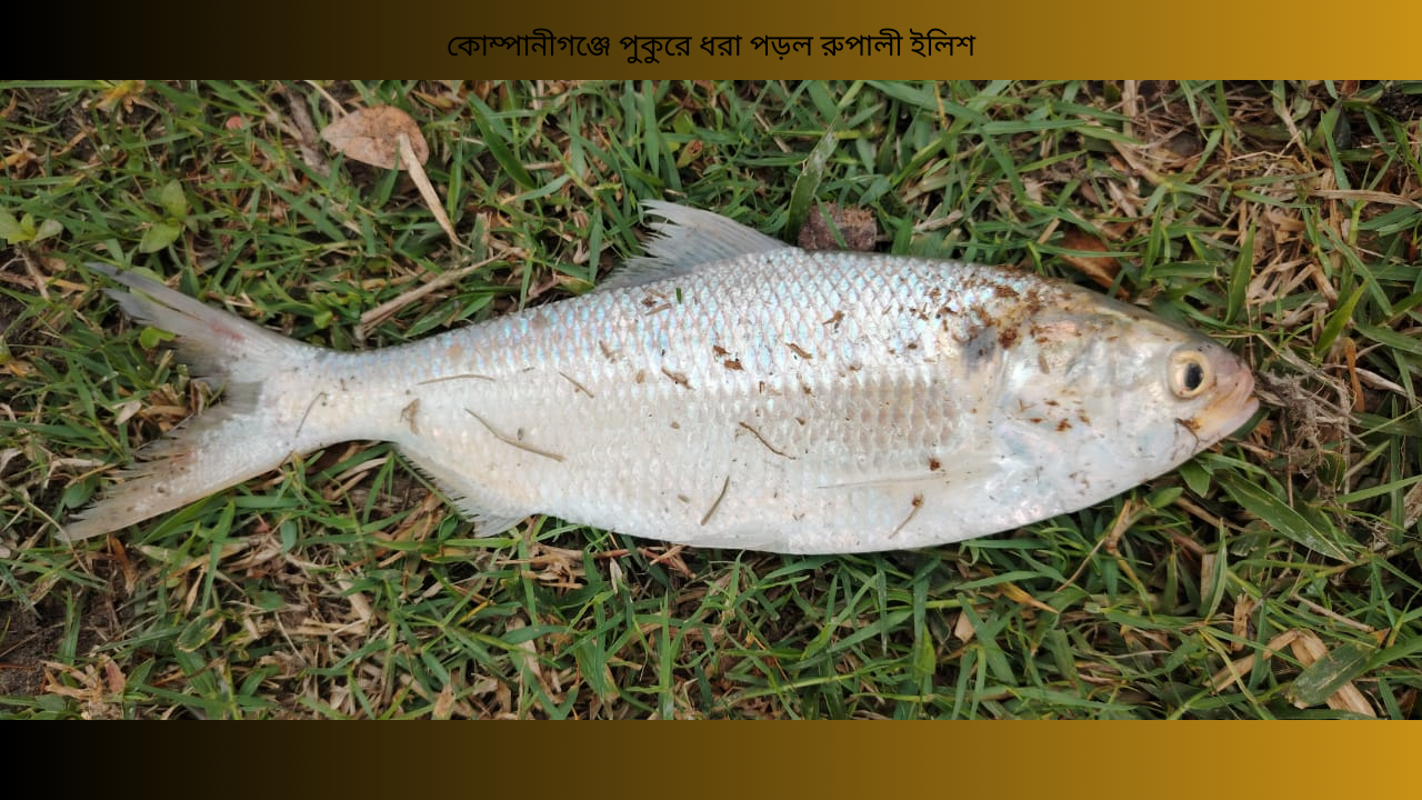 কোম্পানীগঞ্জে পুকুরে ধরা পড়ল রুপালী ইলিশ