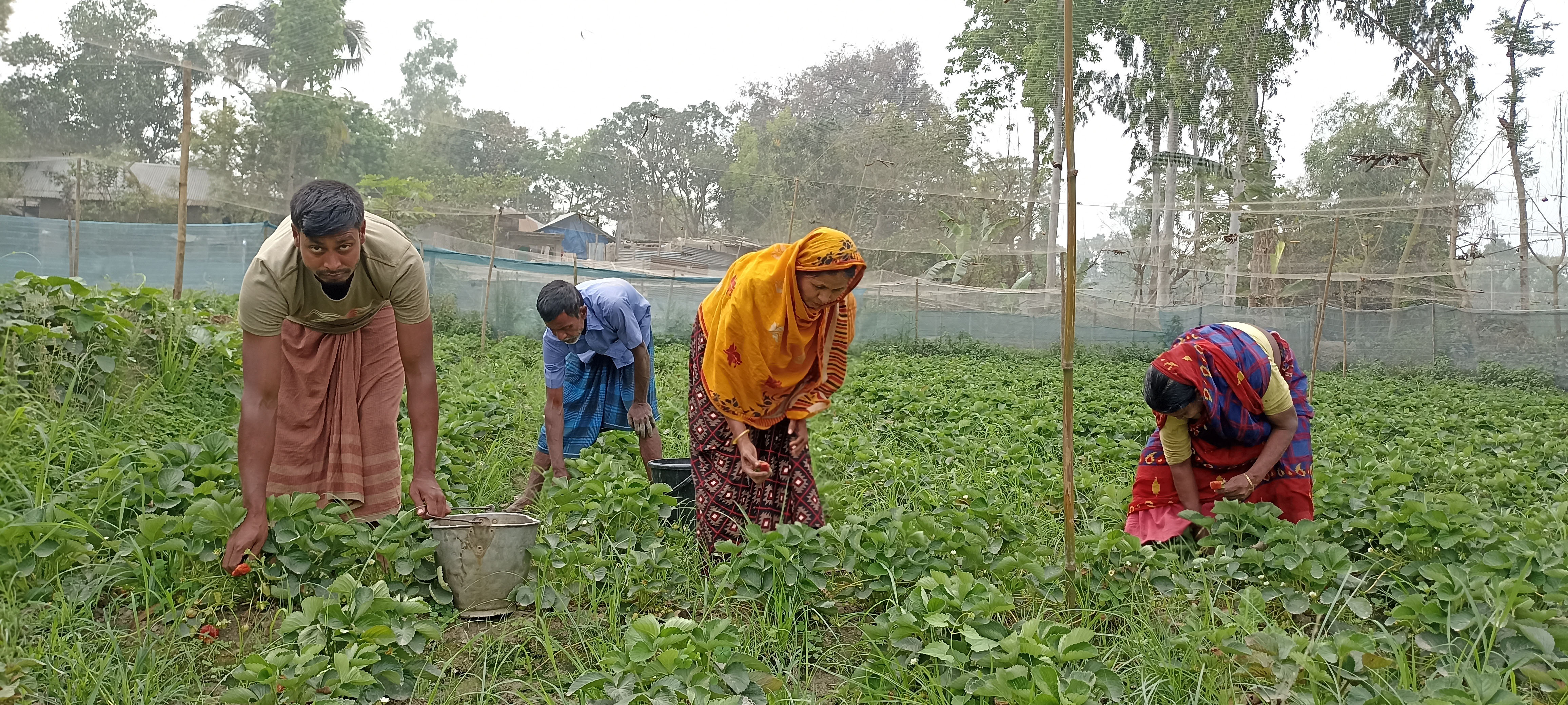 জয়পুরহাটে বাণিজ্যিক ভাবে স্ট্রবেরি চাষ