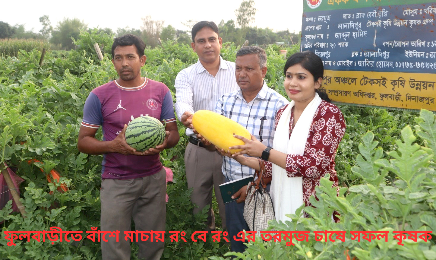 ফুলবাড়ীতে বাঁশে মাচায় রং বে রং এর তরমুজ চাষ